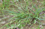 Blue sedge